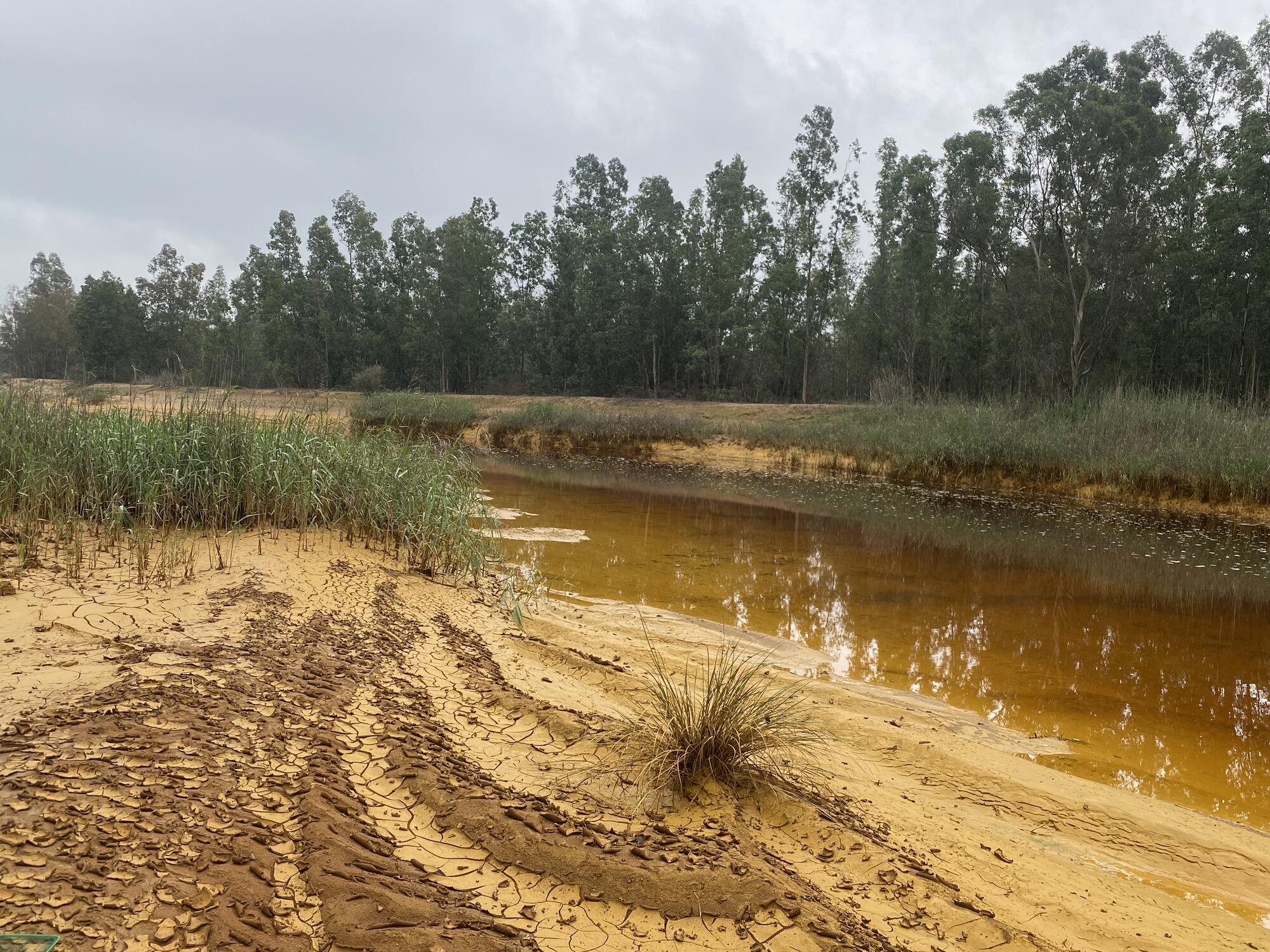 Estuario del Guadalquivir portada